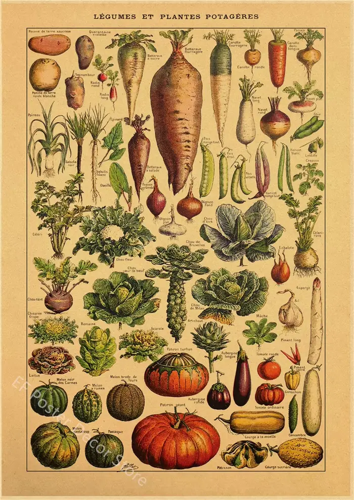 Affiche de botanique de cuisine
