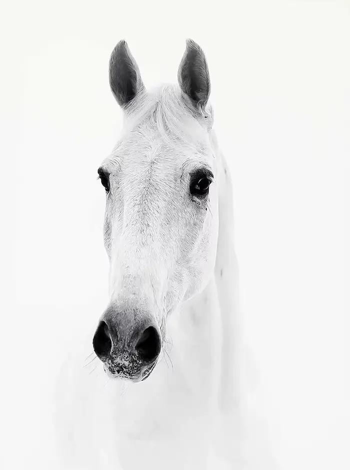 Affiche de portrait de cheval noir et blanc, impression sur toile, chevaux en course, tableau mural
