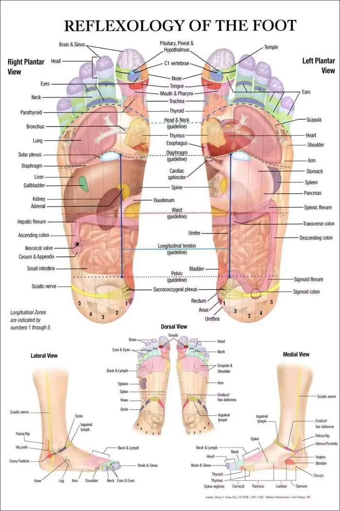 Massage de réflexologie des pieds, diagramme d'acupuncture, anatomie, art, toile, peinture, affiche 