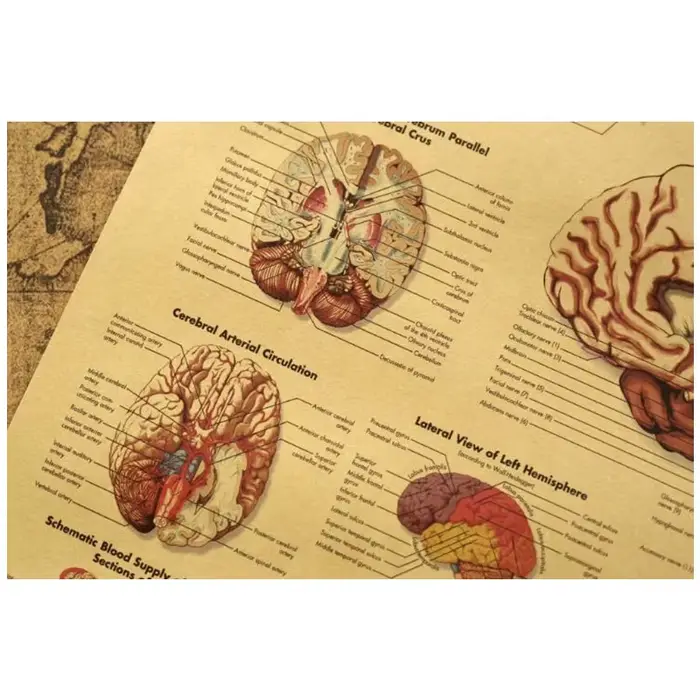 Affiche Vintage cerveau humain