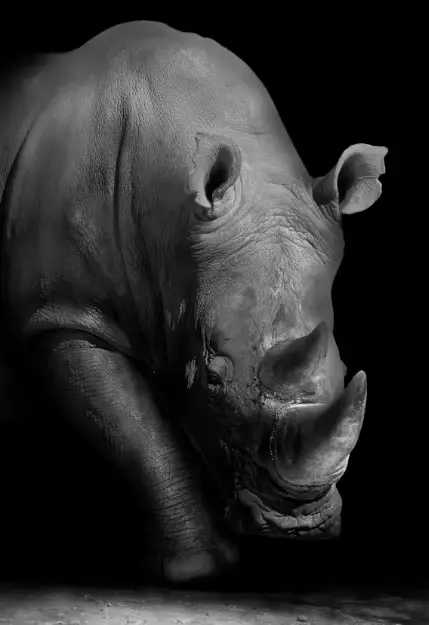 Toile peinture Animal mur Art Lion éléphant hippopotame zèbre affiche et moderne minimaliste Photo m