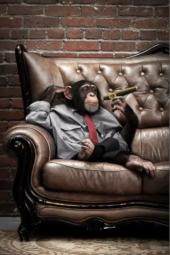 Peinture sur toile de singes qui fument, art animal de dessin animé, affiches d'art murales, impress