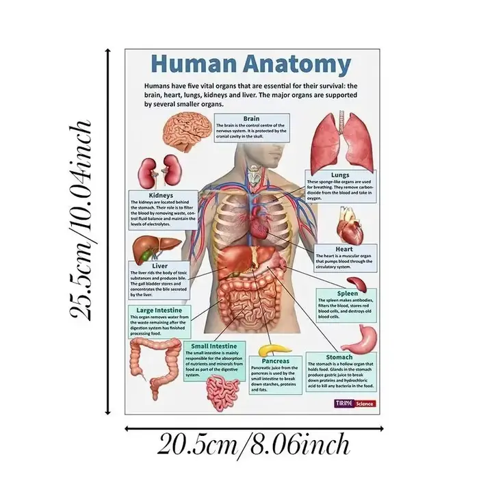 Affiche d'anatomie humaine