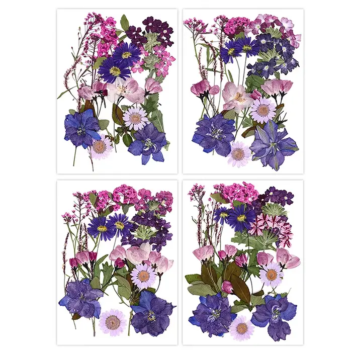 Fleurs séchées véritable plante naturelle pressée fleur pour résine époxy remplissage bricolage Nail Art artisanat