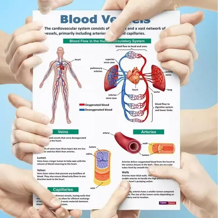 Affiche d'anatomie humaine