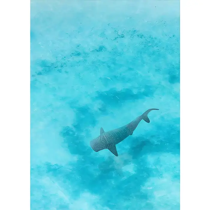 Aquarelle bleue océan organisme marin baleine requin Manta rayons affiche mer plage Surf toile peint