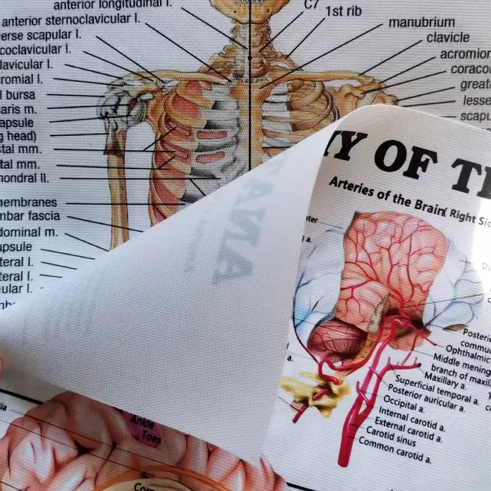 Affiches et impressions sur le larynx