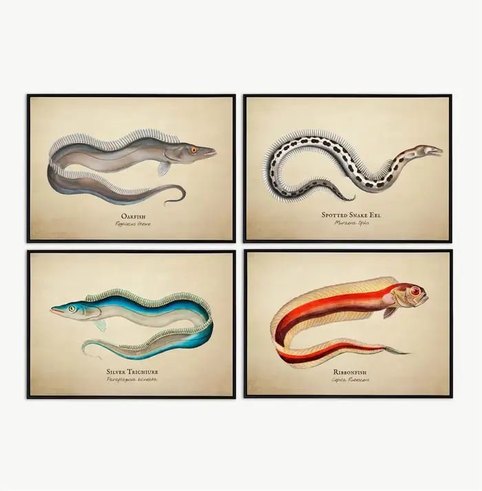 Images Vintage poissons tropicaux méduses coquilles vie Marine Art abstrait peintures sur toile