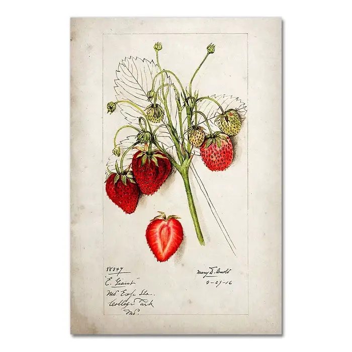 Affiche de cuisine de fruits vintage, toile antique, impression, formage, pomme, orange, ananas, art