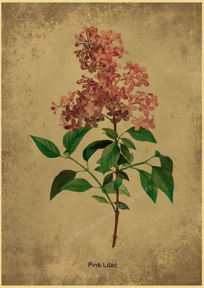 Affiche Botanique Vintage avec Herbes et Plantes, Art Floral, Peinture Murale, Papillon Bleu, Fleur,