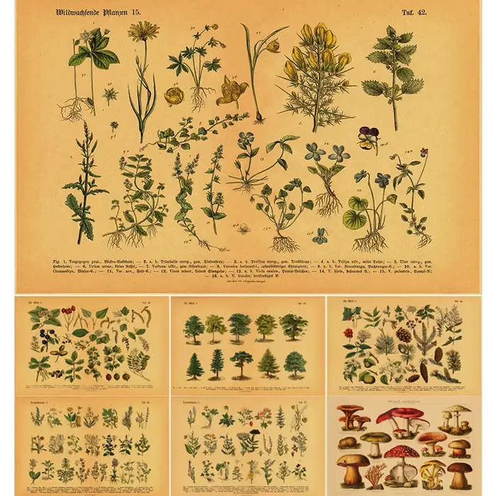 Affiche de botanique de cuisine