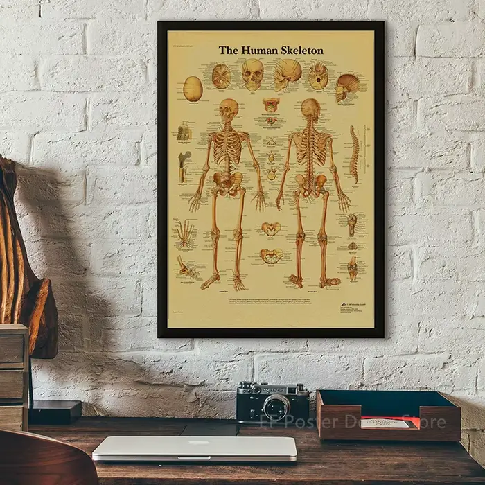 Affiche d'Anatomie et de Physiologie