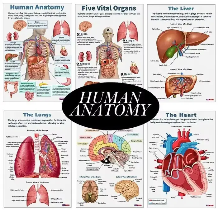 Affiche d'anatomie humaine