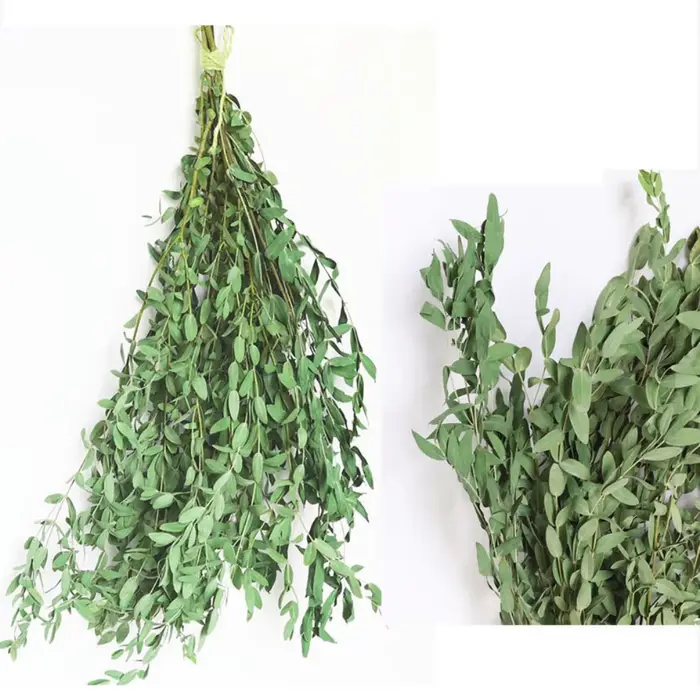 Feuilles d'eucalyptus conservées