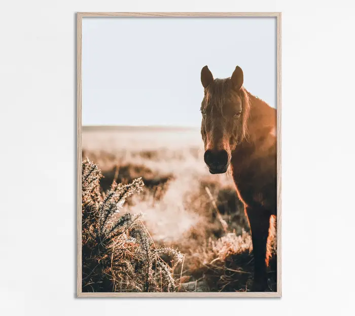 Art moderne Animal prairie cheval noir et blanc photo maison chambre décoration toile peinture Cuadros