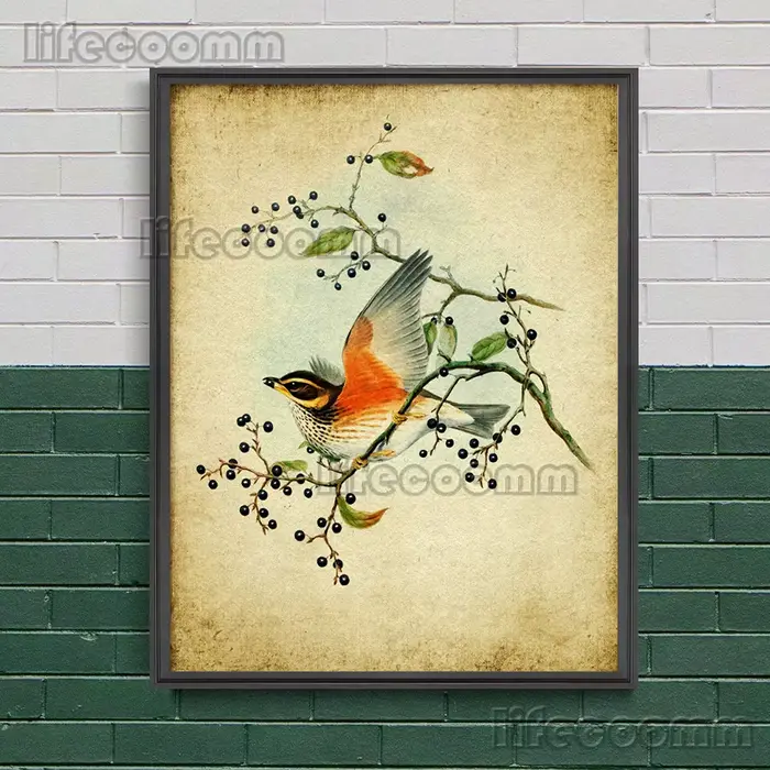 Chaffinch, tétine de charbon