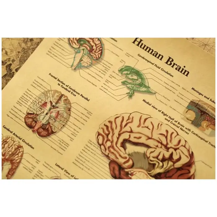 Affiche Vintage cerveau humain
