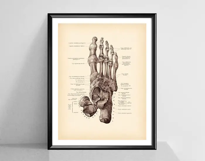 Affiches d'art d'anatomie Vintage imprimées de pied humain