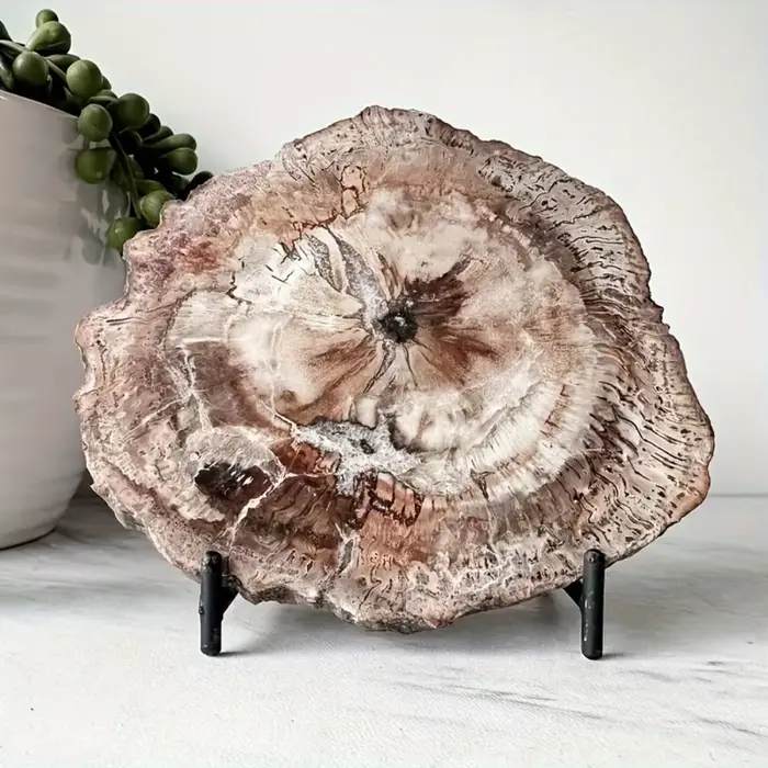 Tranche de bois pétrifié naturel avec motifs d'anneaux d'arbre pour la décoration intérieure, l'éner